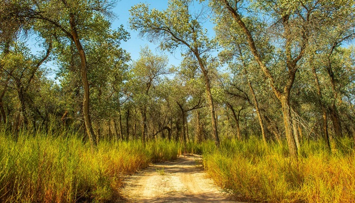 ذخیره گاه ظبیعی ببرتنگه